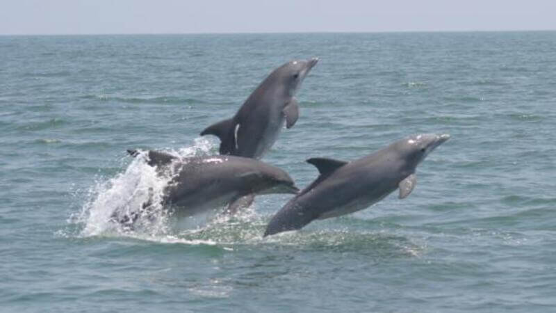 Assortment of names and photos of dolphin and porpoise species.