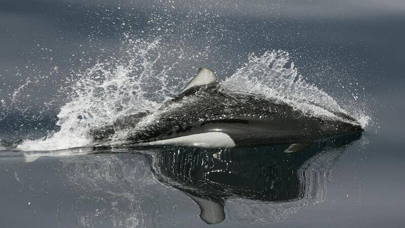 A Dall’s black and white porpoise getting air with water splashing around.