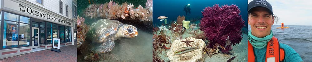 left to right: Gray's Reef Ocean Discovery Center entrance, sea turtle resting on a reef, marine life on a coral reef, ben prueitt on the water with a bouy behind him
