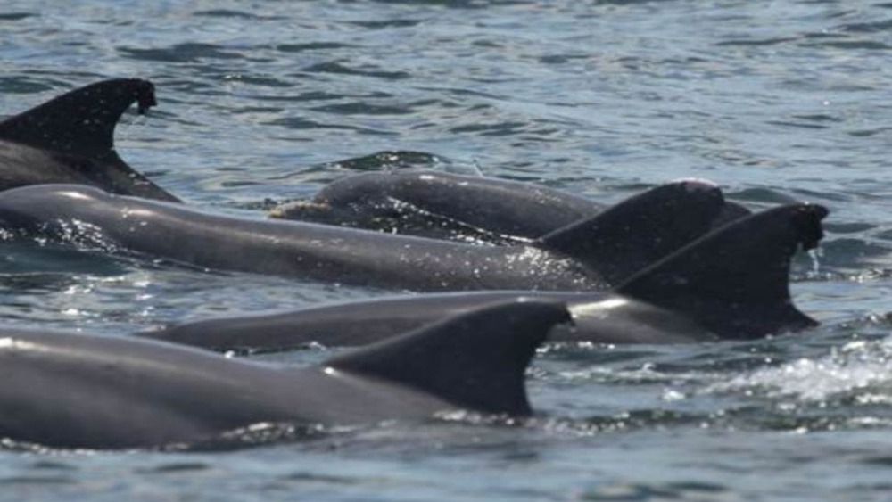Close up of four dorsal fins of dolphins in the Gulf.