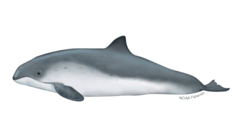 Hand drawing of a Harbor Porpoise.