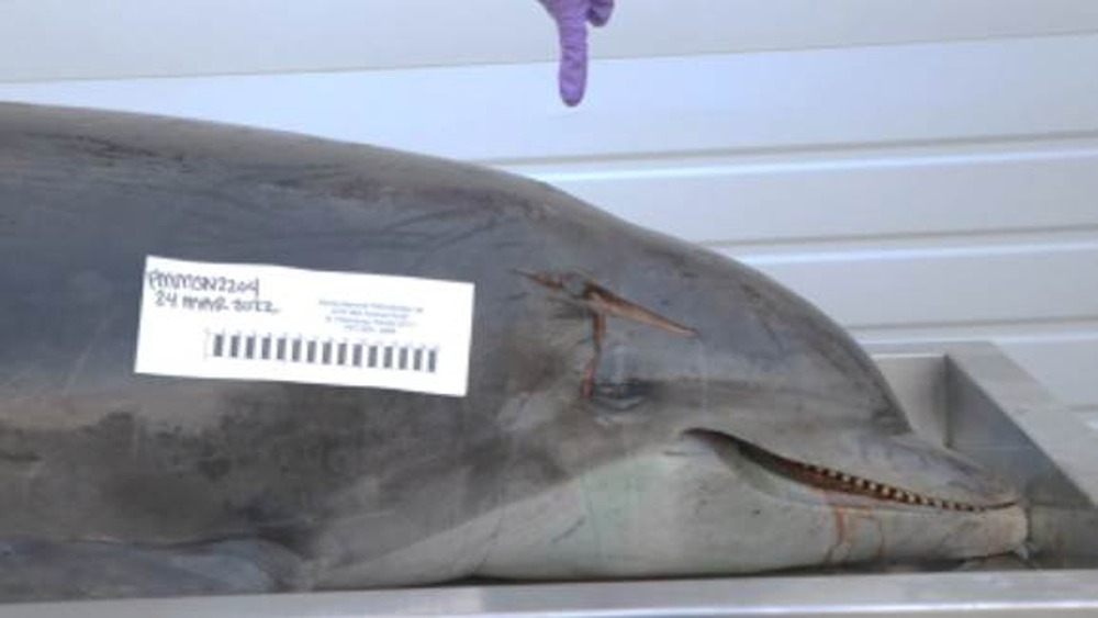 Dolphin with wound above the right eye with autopsy note next to the cut.