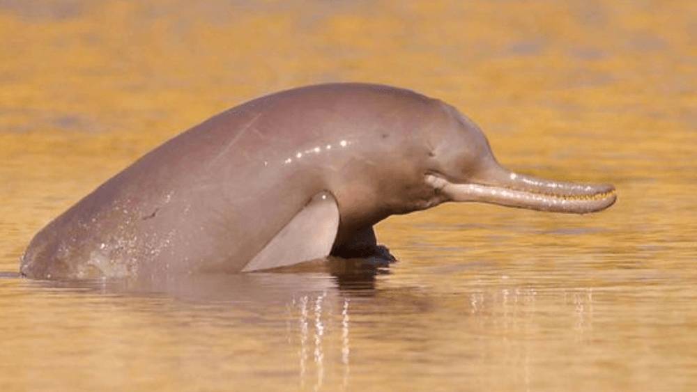 Indus River Dolphin surfacing in water.