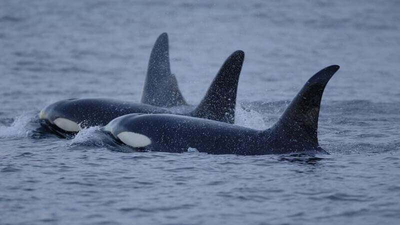 Two killer whales coming up for air with three dorsal fins in view.