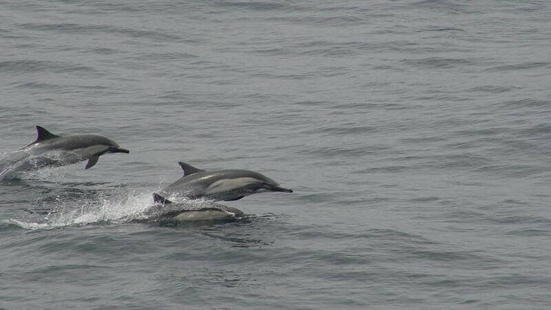 Three long-beaked common dolphins breaching in the left hand corner in gray water.