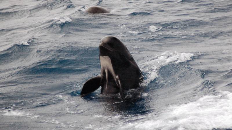 A long-finned pilot whale surfacing with the stomach and pectoral fins visible.