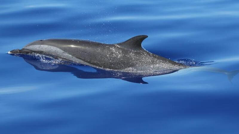 A pantropical spotted dolphin getting air with water running off its back.