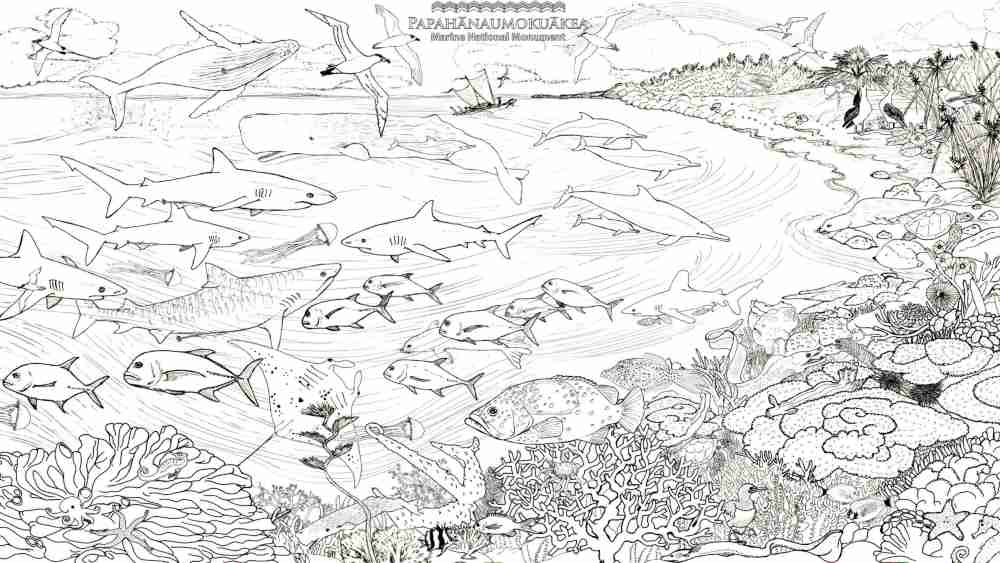 A hand drawing of many different fish, sharks, dolphins, whales, and a coral reef with seabirds flying above the waves.
