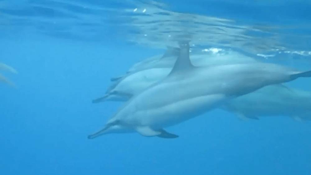 A pod of dolphins swimming underwater in bright blue water.