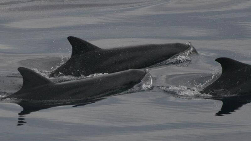 Three pygmy killer whales getting air with their dorsal fins in view in dark gray water.