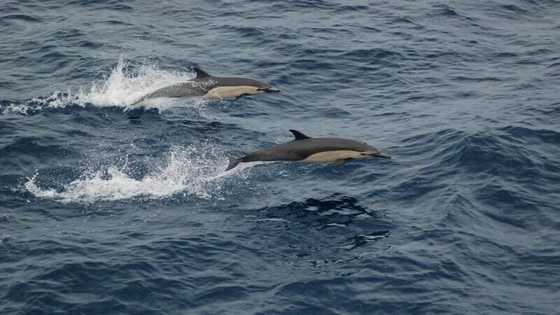Two short beaked common dolphins jumping across the water in a sychronized fashion.