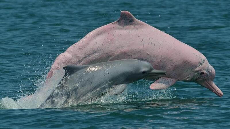 A pink taiwanese humpback dolphin breaching alongside a bottlenose dolphin.