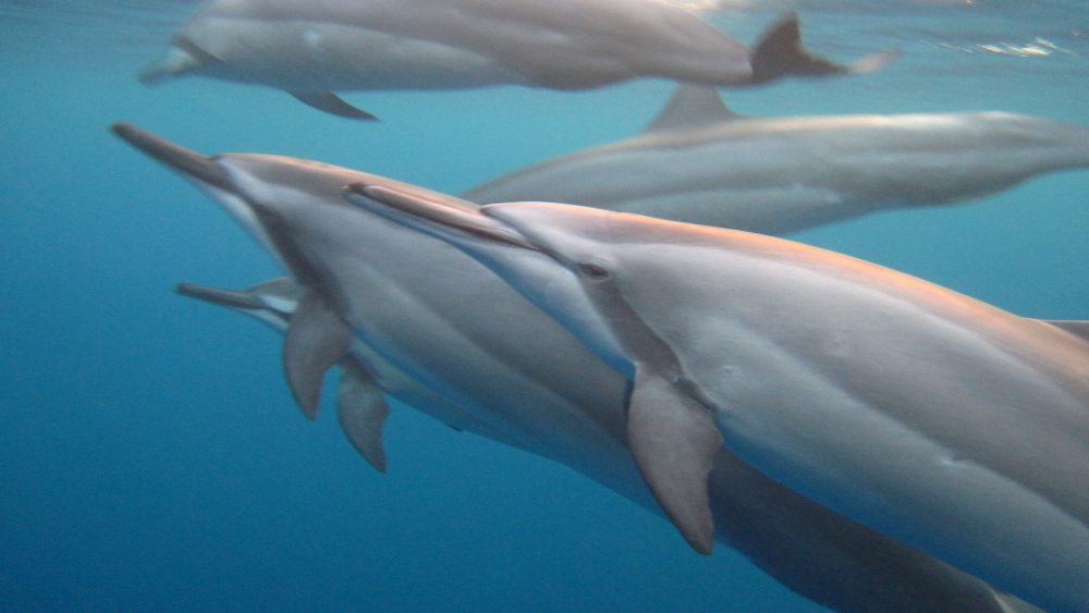 Five Hawaiian spinner dolphins swim in the warm blue waters off the Island of Hawai`i.