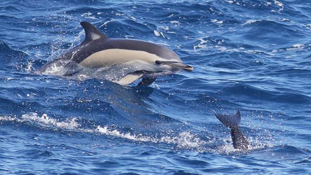 A dolphin breaching in choppy waters and a dolphin’s fluke.
