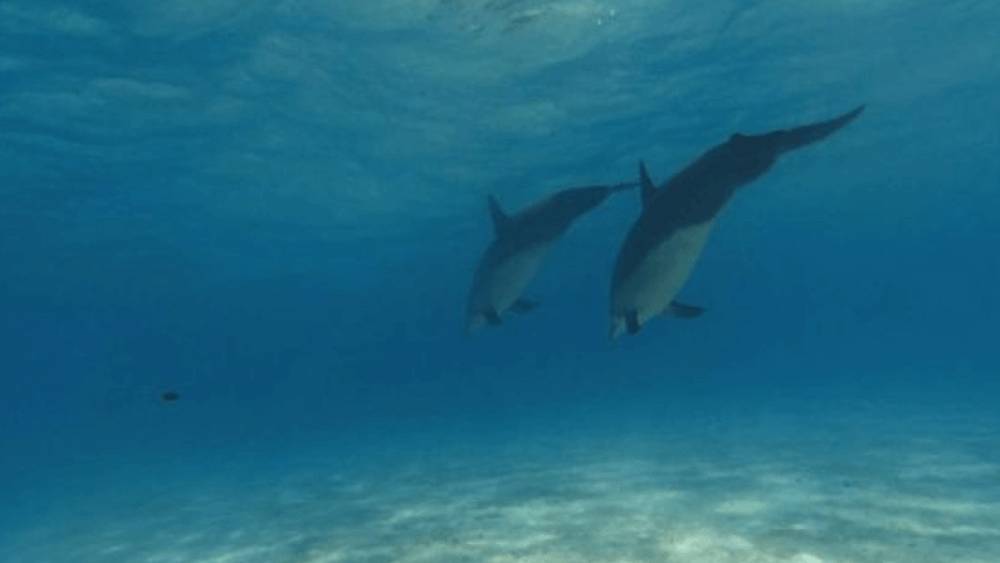 Two dolphins diving in turquoise waters.