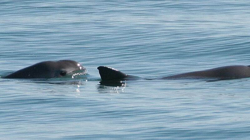 Two vaquitas surfacing and one dorsal fin in view.