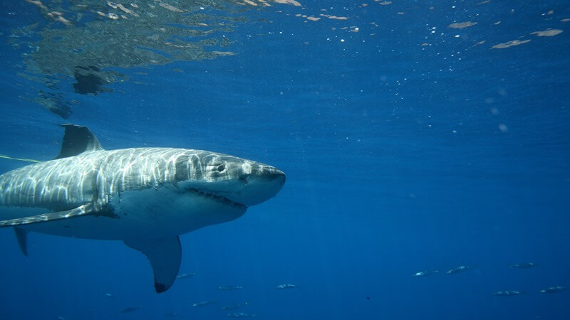 A great white shark swimming from the left to the right towards the surface of the water with a few fish in the background.