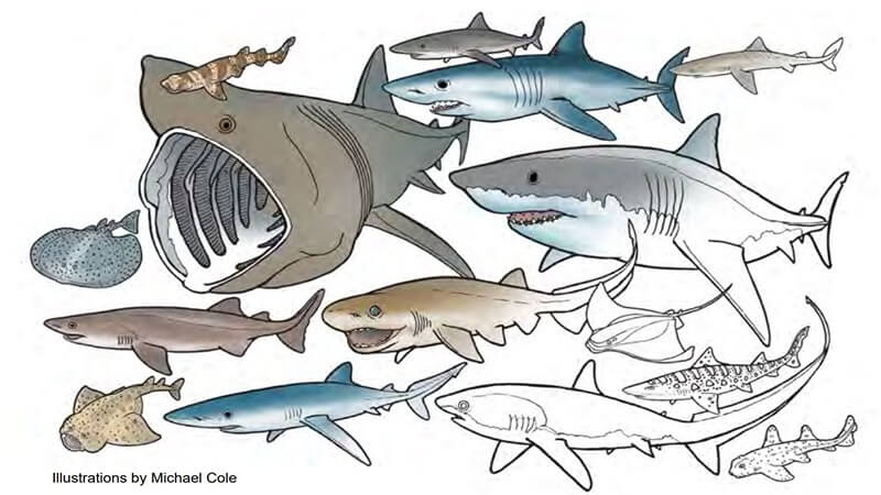 Hand drawing of a group of different species of sharks.