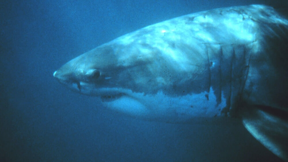 Front half of the side of a white shark swimming in dark water.