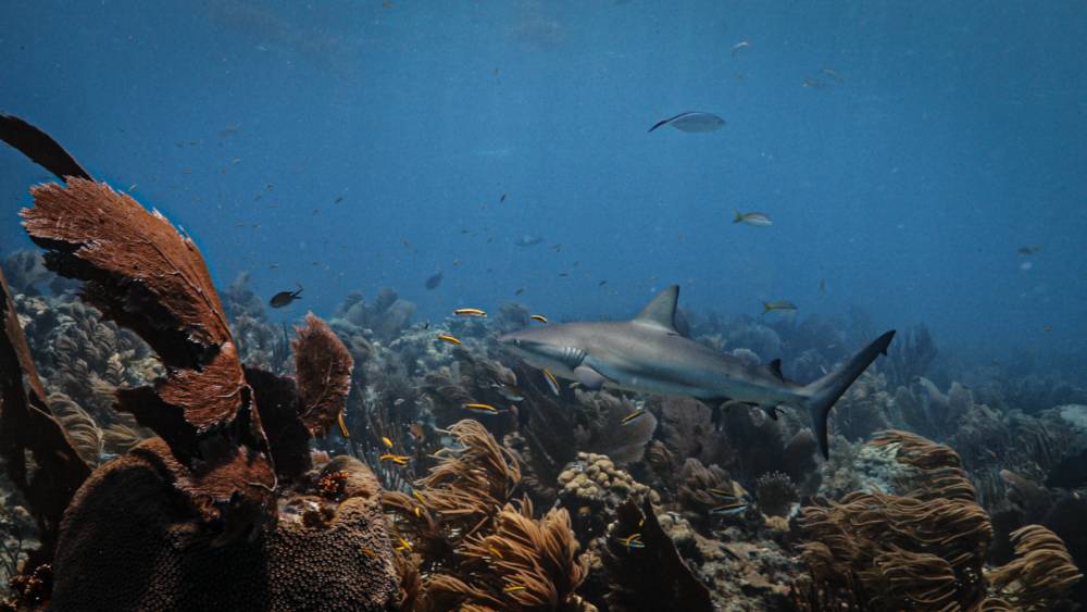 Shark swimming from right to left in a colorful diverse coral reef with fish in the background.