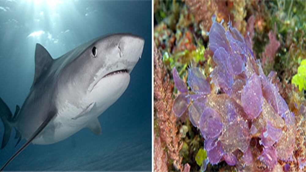 From left to right: First photo: shark swimming below the surface from left to right with sun shining through the water. Second photo: bright purple algae growing on a reef.