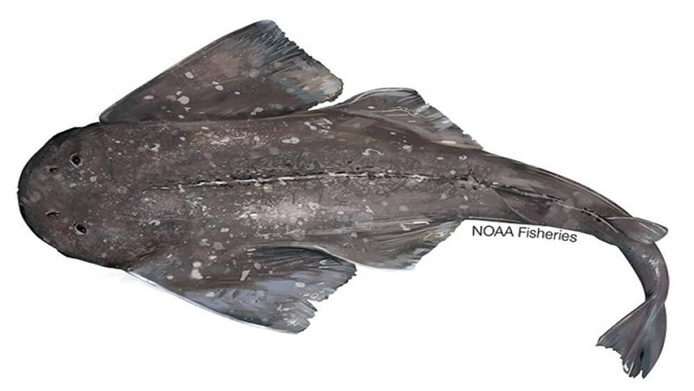 Colored illustration of gray sawback angelshark from above with nose pointing to the left and the tail pointing to the right.