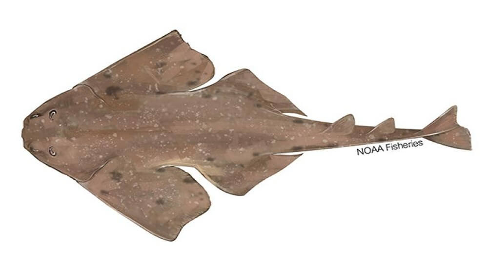 Colored illustration of brown smoothback angelshark from above with nose pointing to the left and the tail pointing to the right.