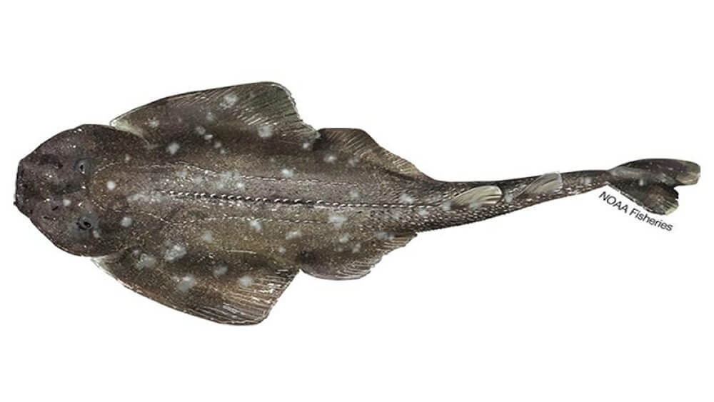 Colored illustration of gray spiny angel shark from above with nose pointing to the left and the tail pointing to the right.