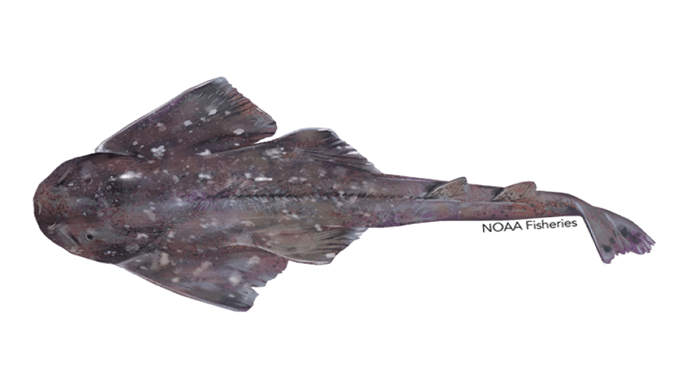 Illustration of multicolored argentine angelshark with nose pointing to the left and the tail pointing to the right.