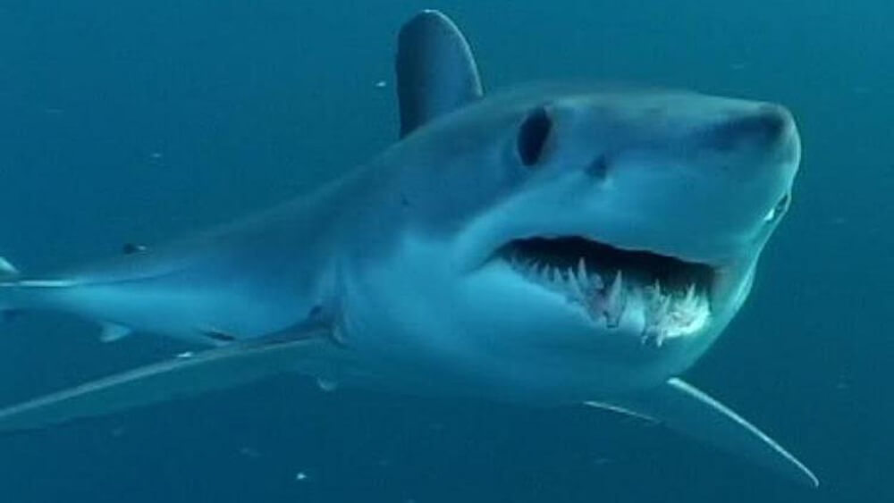Mako shark swimming from right to left with mouth open and teeth visible. At the top of the surface with the shark’s reflection onto the surface of the water visible.