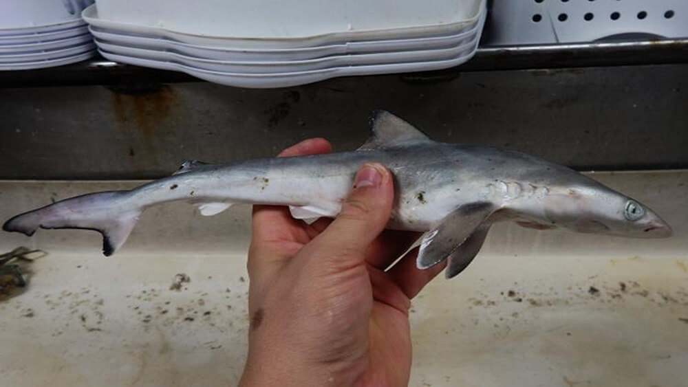 Small atlantic sharpnose shark being held by researcher in their left hand.