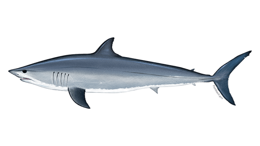 Illustration of gray and blue shortfin mako shark with white underbelly with nose pointing to the left and the tail pointing to the right.