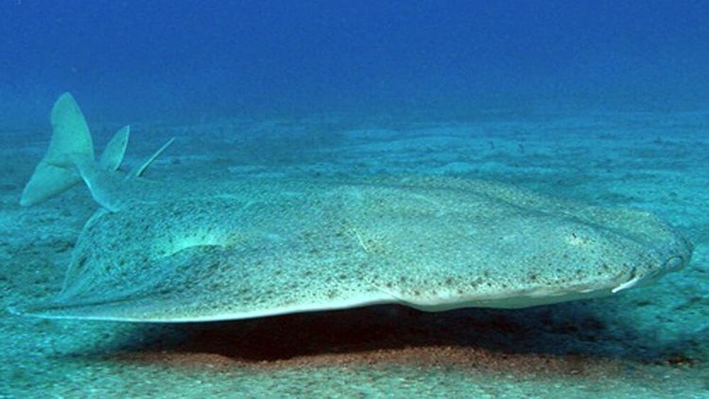 Gray spotted common angelshark swimming left to write towards the bottom of the ocean floor.