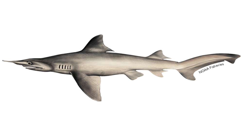 Illustration of gray and tan daggernose shark with nose pointing to the left and the tail pointing to the right.