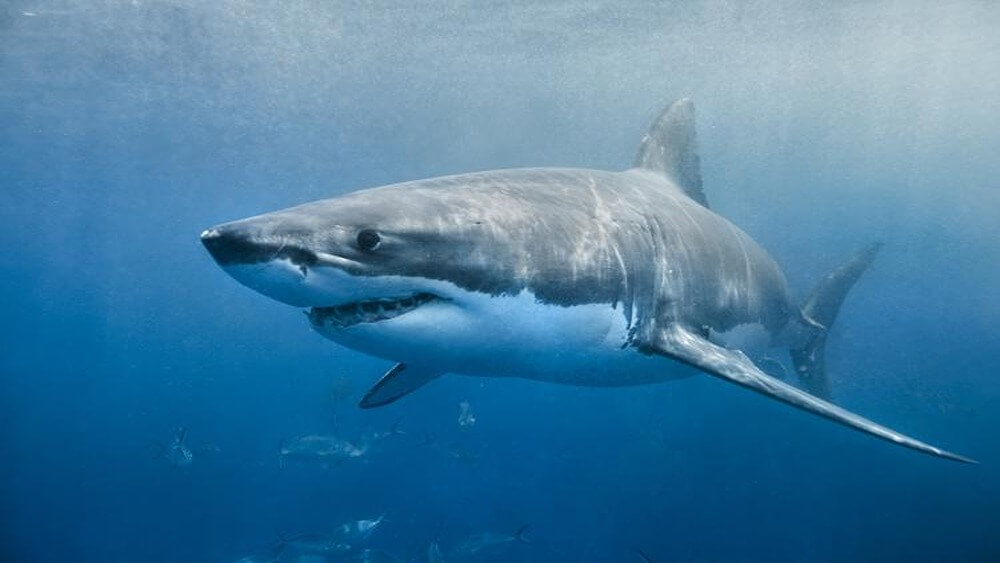 Gray great white shark swimming from right to left with white underbelly visible, mouth slightly open, and small fish in the distance.