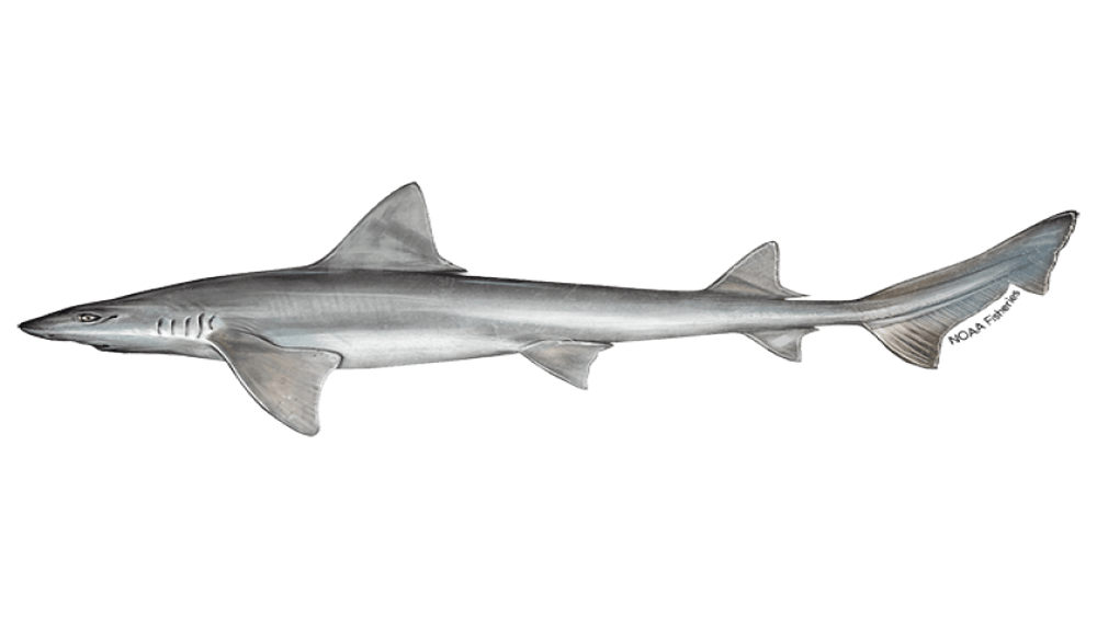 Illustration of light gray narrownose smoothhound shark with nose pointing to the left and the tail pointing to the right.