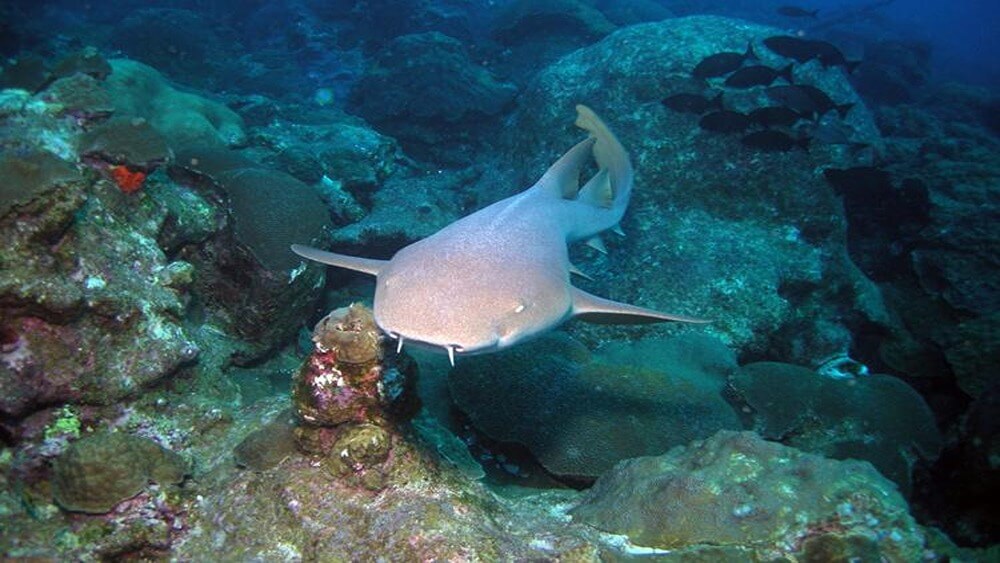 Gray/tan colored nurse shark swimming over a coral reef with dark fish in the background.