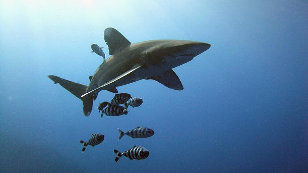 Oceanic whitetip shark swimming from left to right in blue water with black and white striped fish surrounding it.