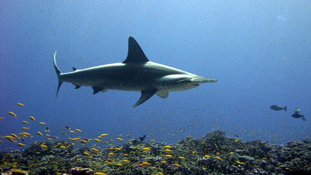 Scalloped hammerhead shark swimming from left to right directly above a colorful reef full of small yellow fish.