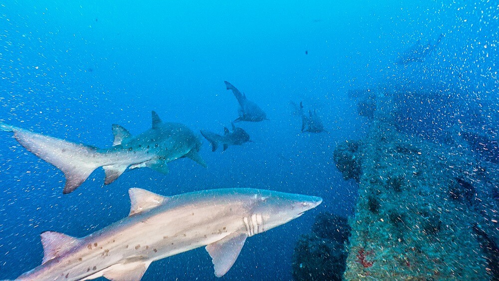 Multiple gray spotted sharks swimming along a shipwreck with several small white bubbles in view.