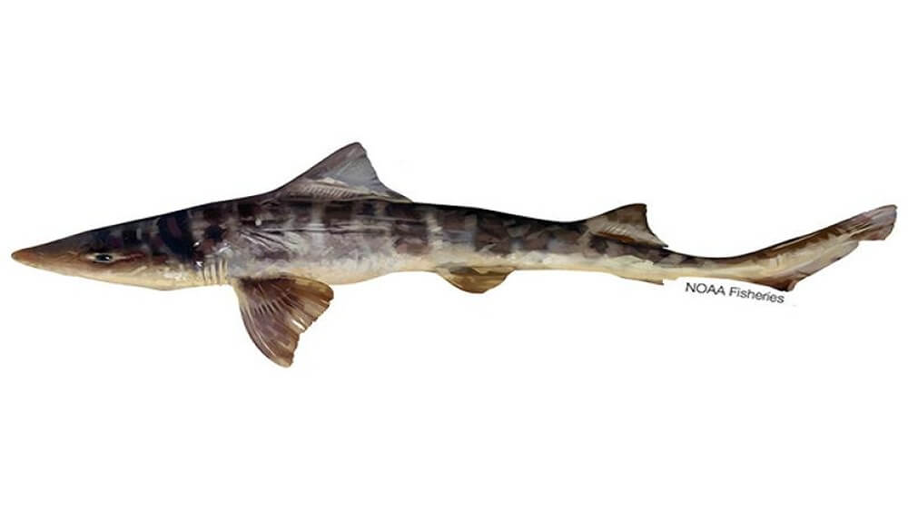 Colored illustration of striped smoothhound shark with nose pointing to the left and the tail pointing to the right.