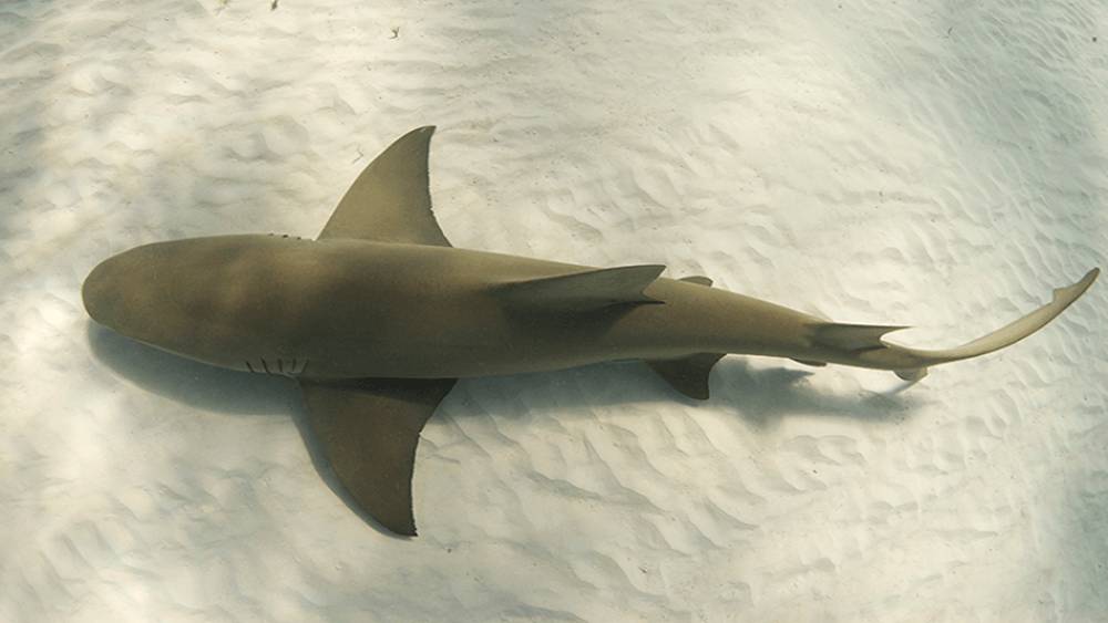 Lemon shark skimming the bottom, sand with various ripples from the waves.