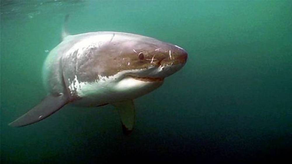 Front right side of a great white shark swimming from left to right with some scratches around its nose.