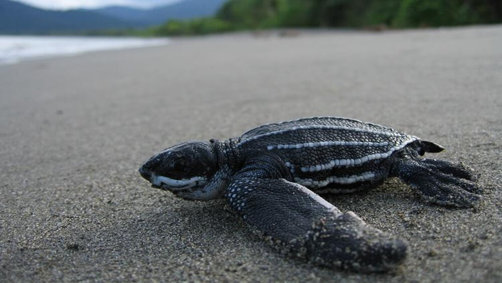 A baby leatherback sea turtle on the sand approaching the water with greenery and mountains in the background.
