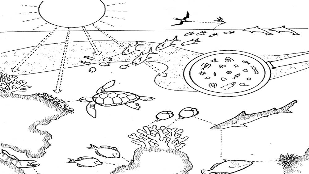 Black and white drawing of a coral reef scene with fish, a shark, a turtle, dolphins, and birds.