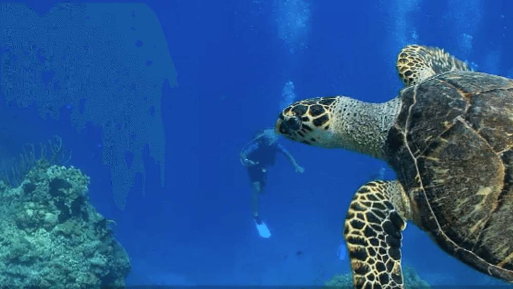 Left to right: Coral reef, scuba diver, sea turtle swimming underwater.