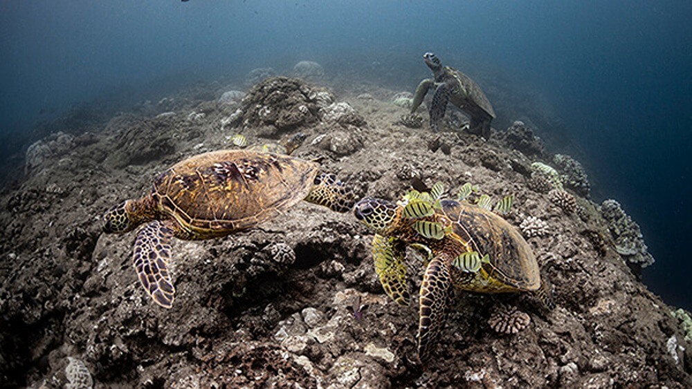 Three sea turtles on a barren reef with one turtle being cleaned by several bright yellow and black striped fish.