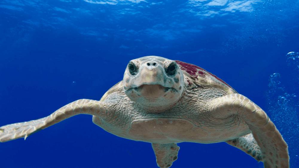 Sea turtle swimming head on with the front half of its body in view.