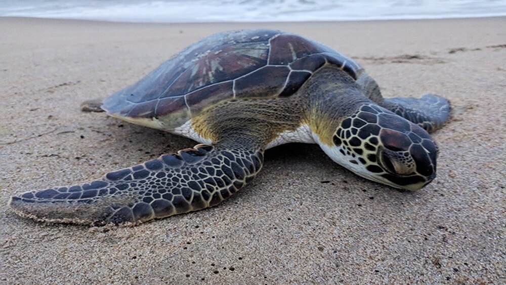 Stranded juvenile green sea turtle found cold stunned on a sandy beach.