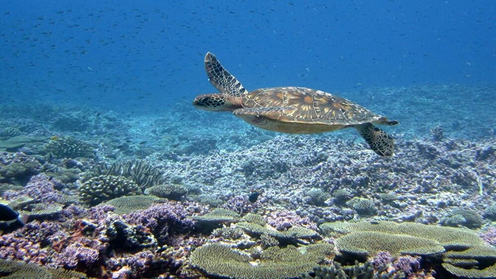 An immature green sea turtle swims above a coral reef at Baker Island in the Pacific Island Remote Area.